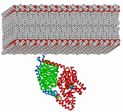 G-protein membrane