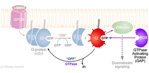 GTPase cycle with RGS proteins