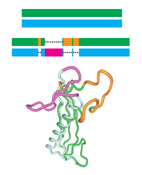 Sequence-similar, structure-dissimilar proteins in the PDB