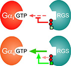 R7 specificity between Go and Gi